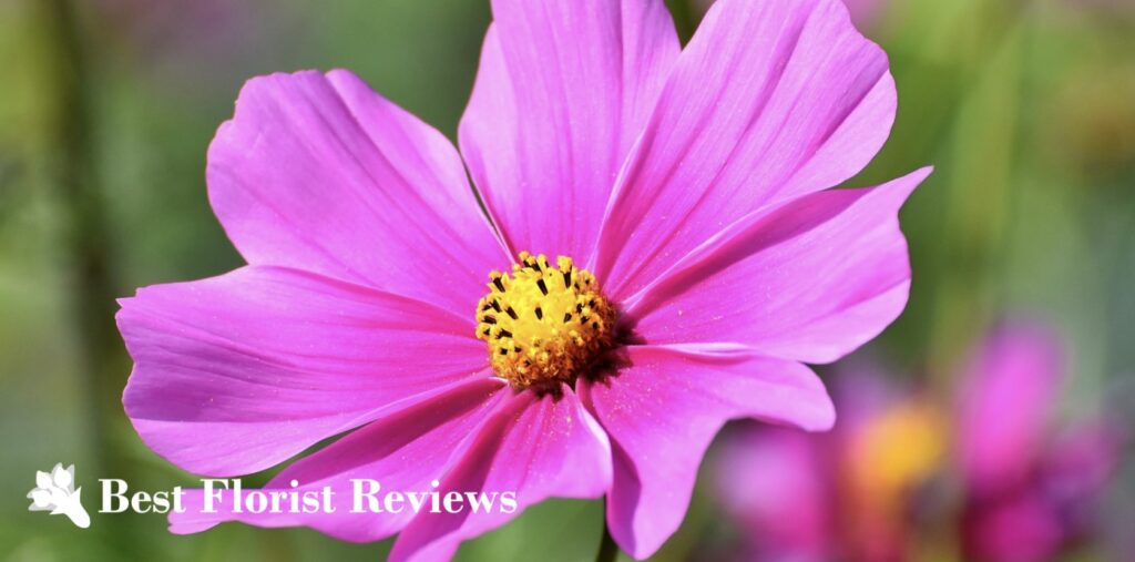 What are the uses of the cosmos flower