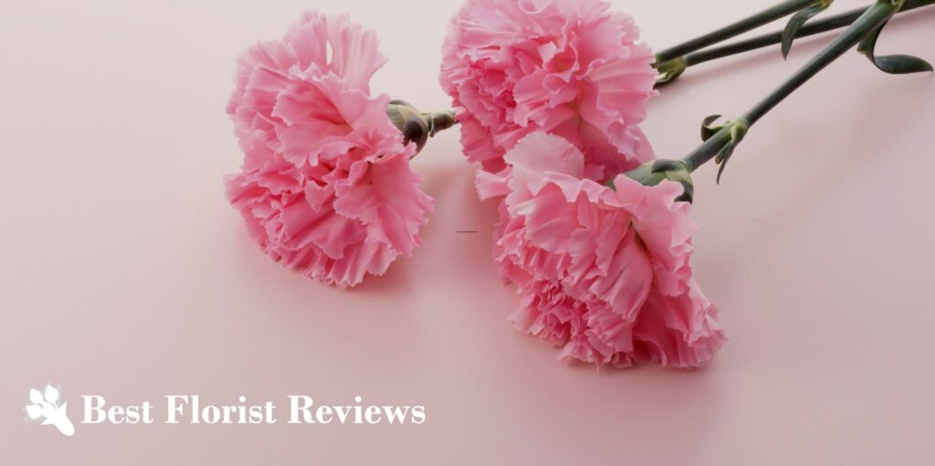 What do carnation flowers symbolize in modern times