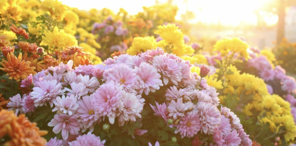 What do various colors of chrysanthemums mean