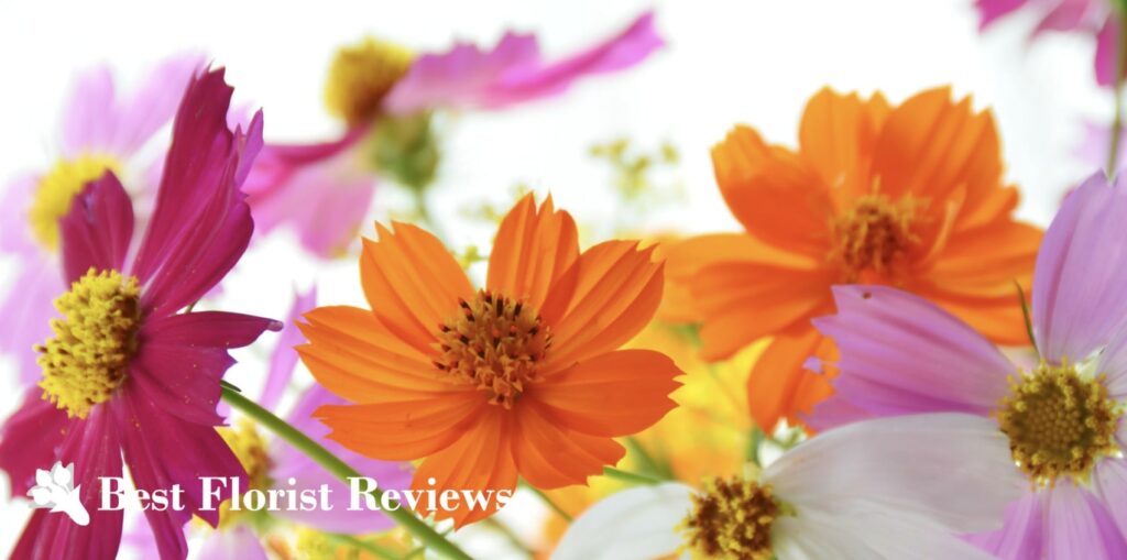 What does a cosmos flower tattoo mean