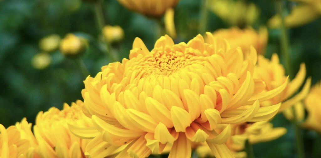 What does the chrysanthemum flower symbolize