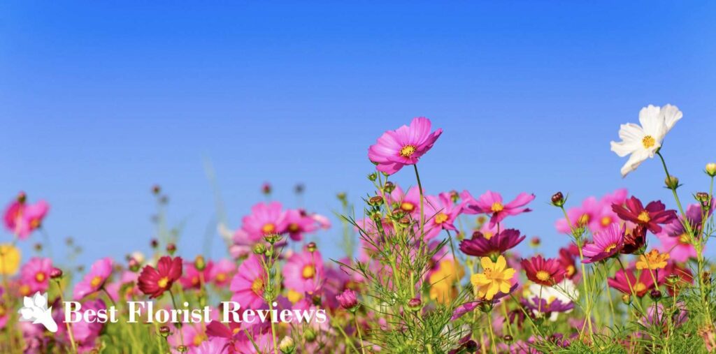 What does the cosmos flower mean in numerology