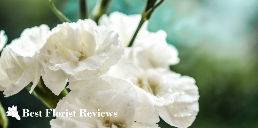 What group of plants do carnations belong to