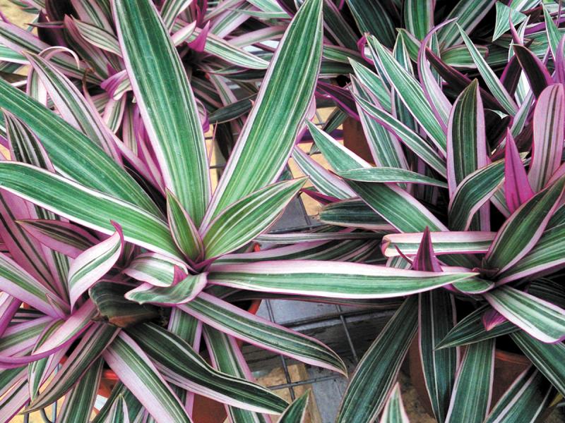 What is the botanical source of the Moses-in-the-Cradle plant