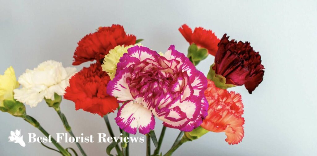 What is the cultural relevance of carnations