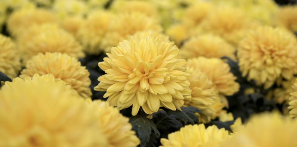 What is the cultural relevance of chrysanthemums