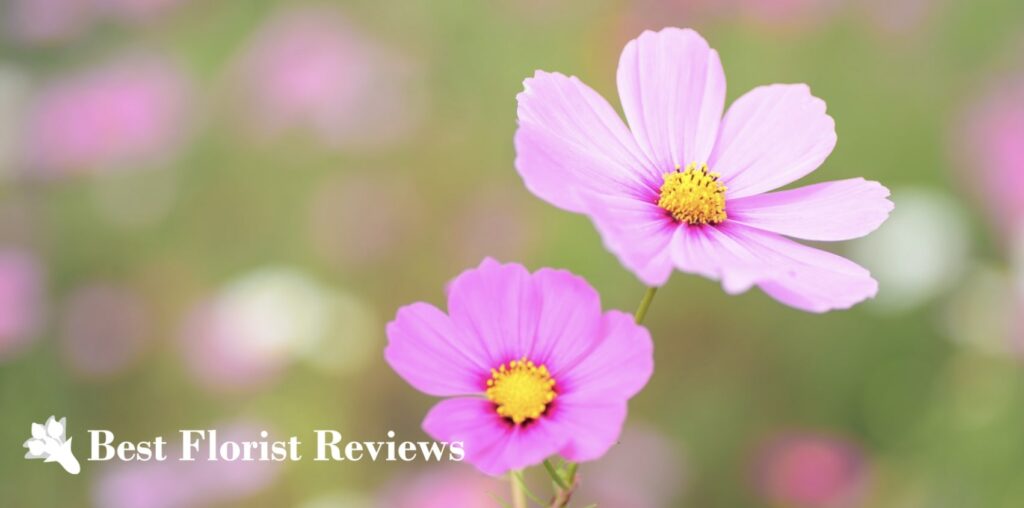 What is the cultural significance of the cosmos flower
