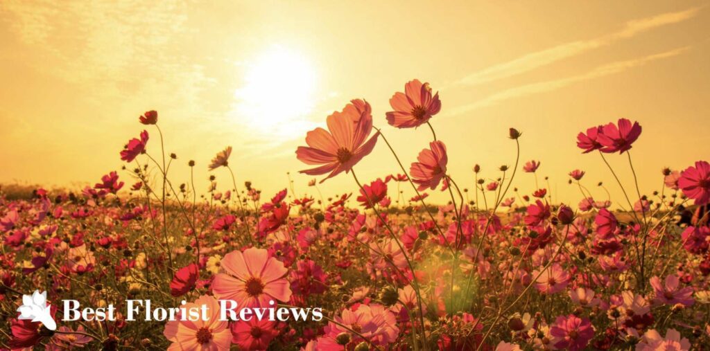 What is the history of the cosmos flower