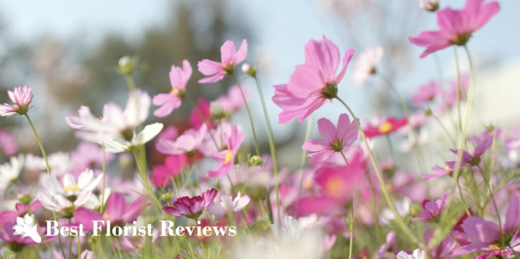 What is the meaning of the cosmos flower