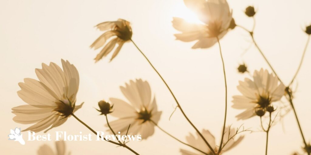 What is the religious meaning of the cosmos flower