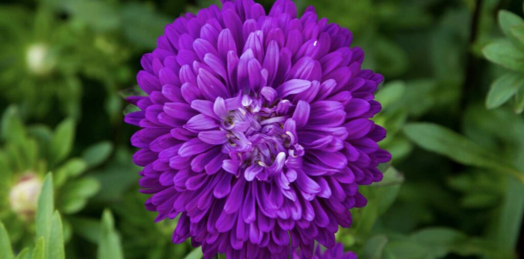 What is the word origin of the chrysanthemum