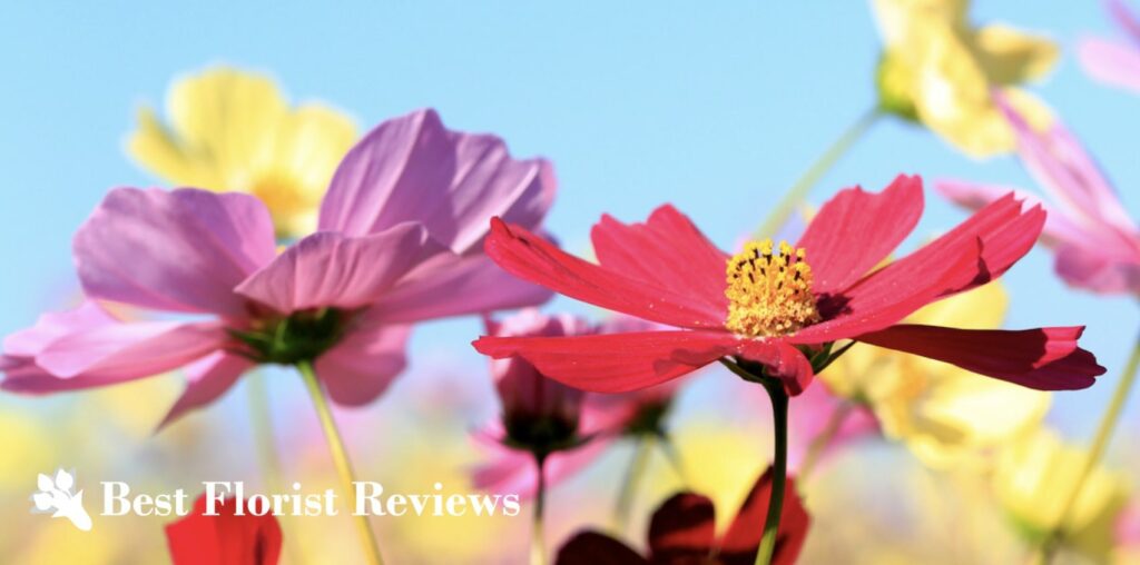 What is the word origin of the cosmos flower