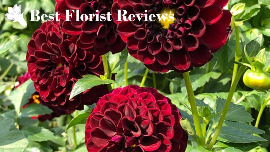 Which type of black dahlias last the longest