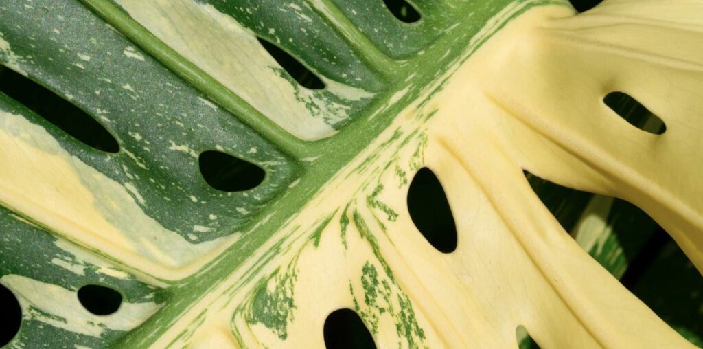 Why do Monstera leaves become yellow