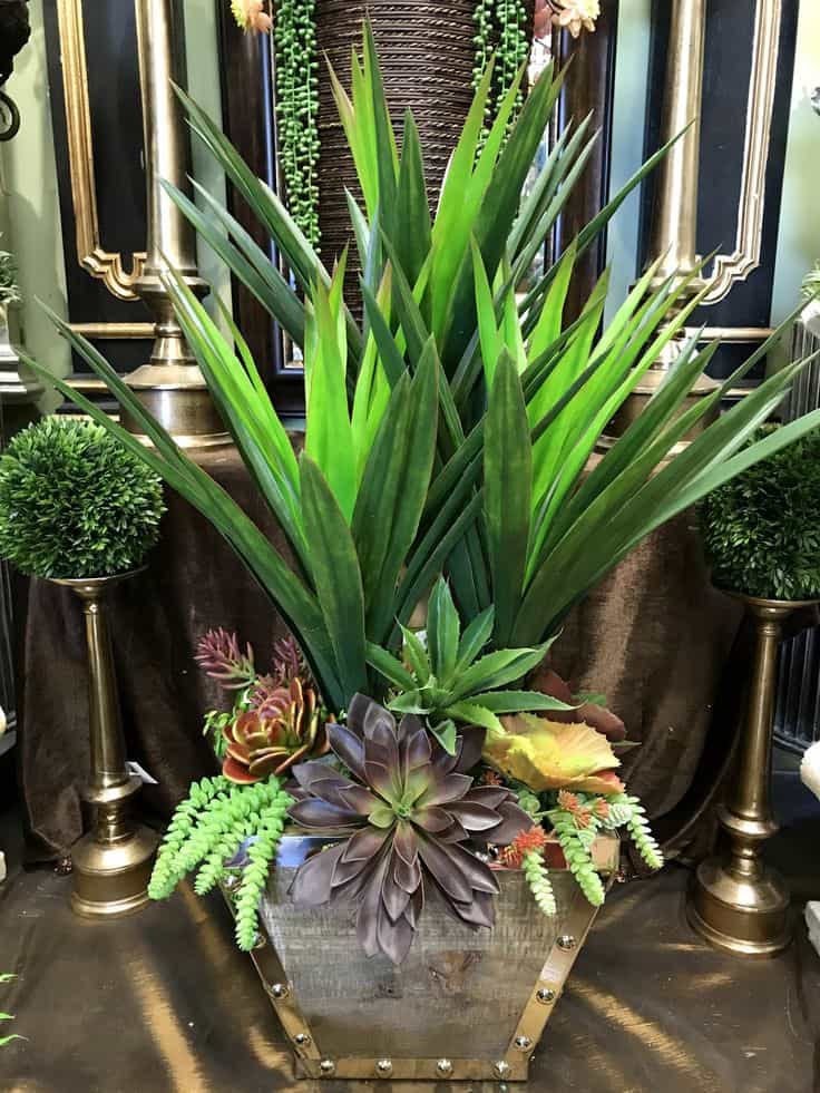 Yucca Plants as Gifts and Home Decor