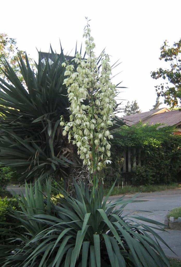 Yucca gloriosa
