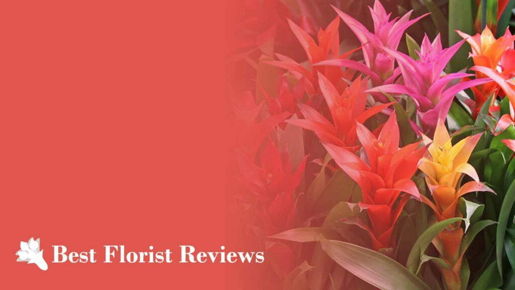 10 Bromeliad Varieties You Can Gift to Your Loved Ones