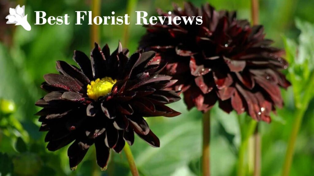 18 Types of Black Flowers