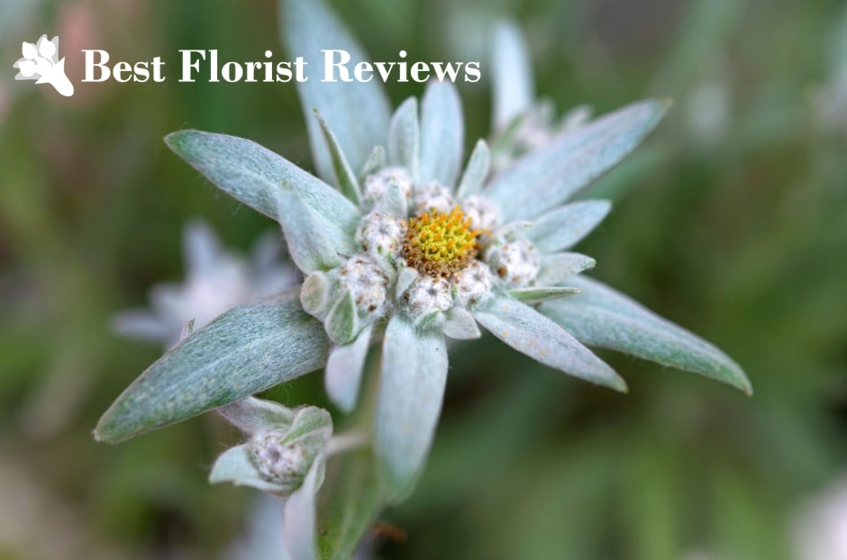 Edelweiss Flower Meaning Symbolism