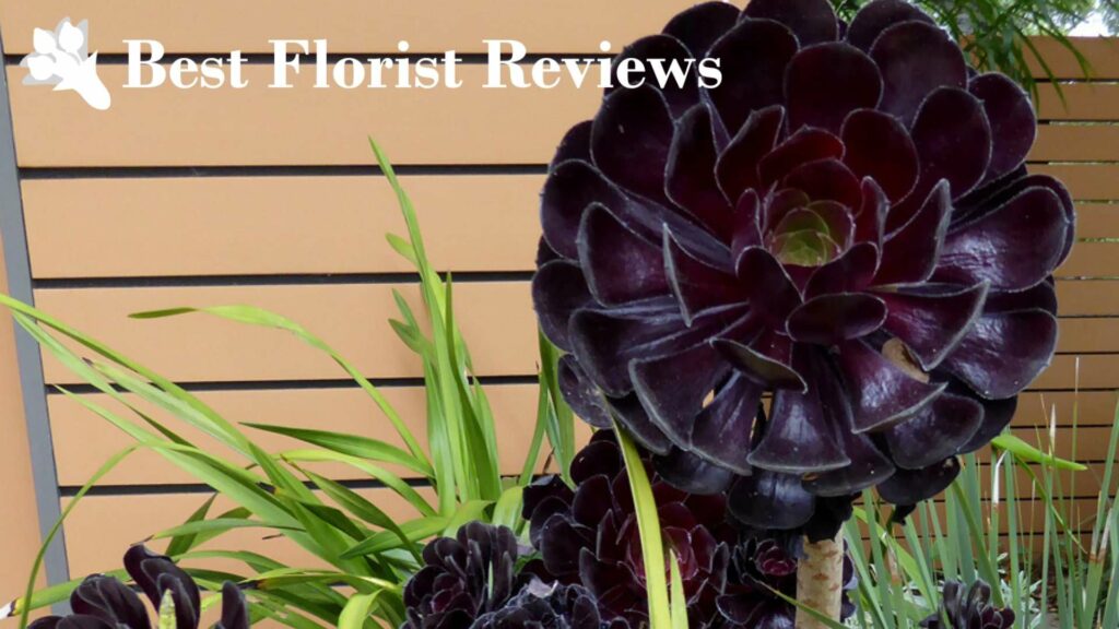 Aeonium Arboreum ‘Zwartkop’
