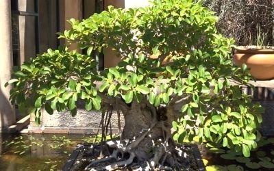 African Strangler Fig