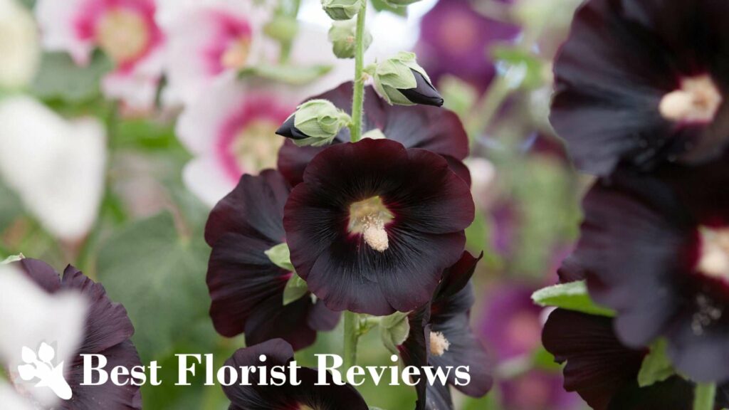 Alcea Rosea ‘Blacknight’ (Hollyhocks)