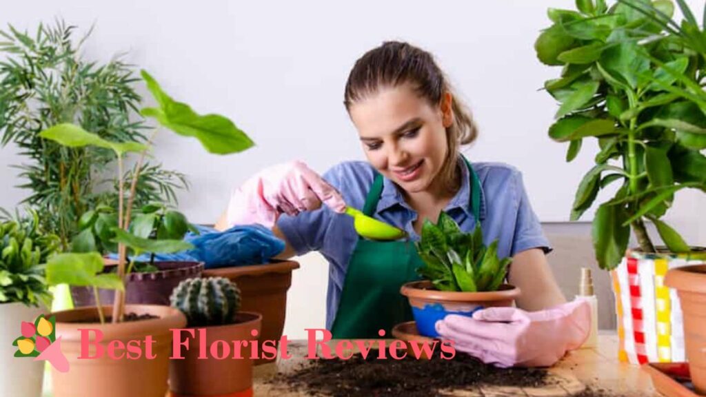Apply a general houseplant fertilizer once a month in late spring to early fall