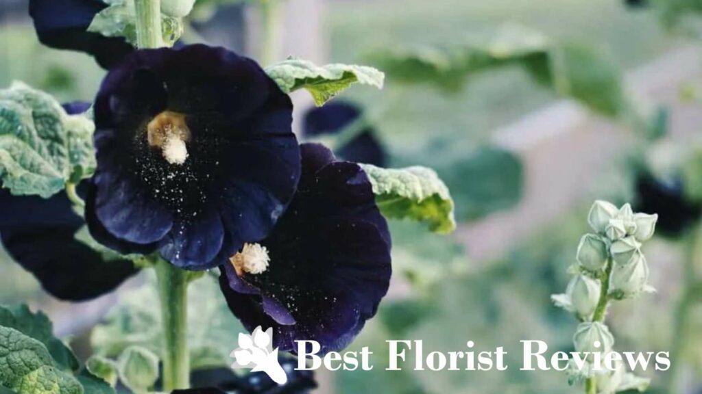 Are there naturally black flowers