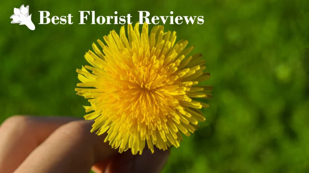 Basic Facts about Dandelions