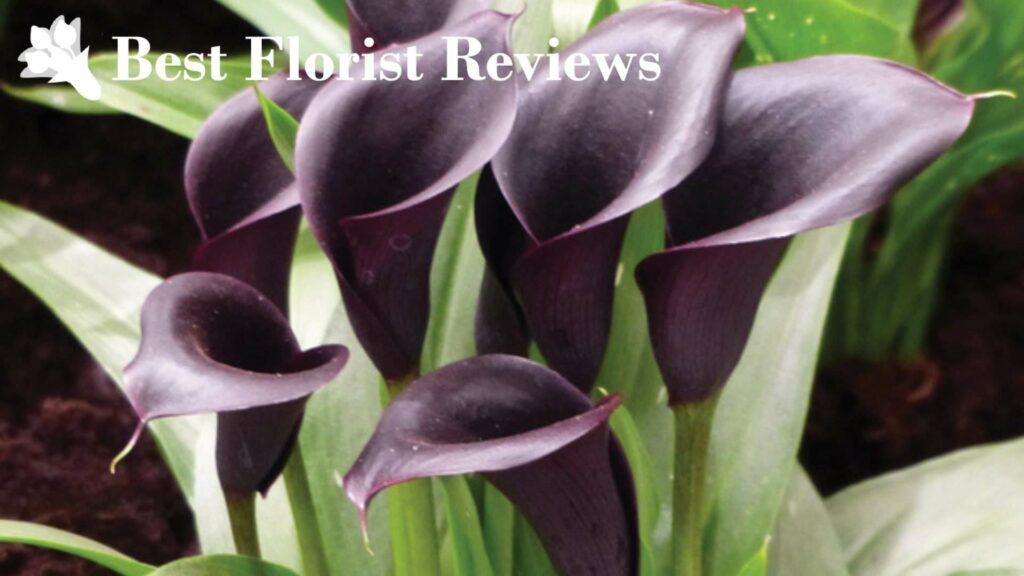 Black Calla Lily ‘Odessa’