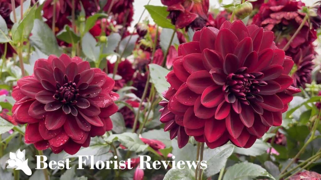 Black Dahlia ‘Arabian Night’