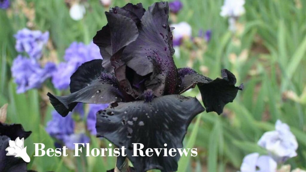 Black Iris ‘Before the Storm’