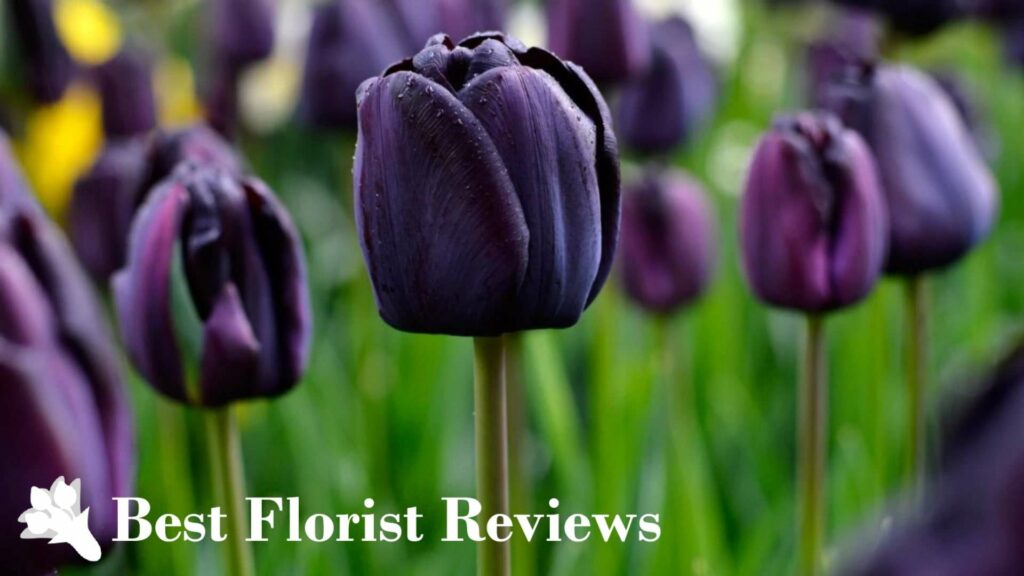Black Tulip ‘Queen of Night’
