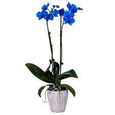 Blue Orchids
