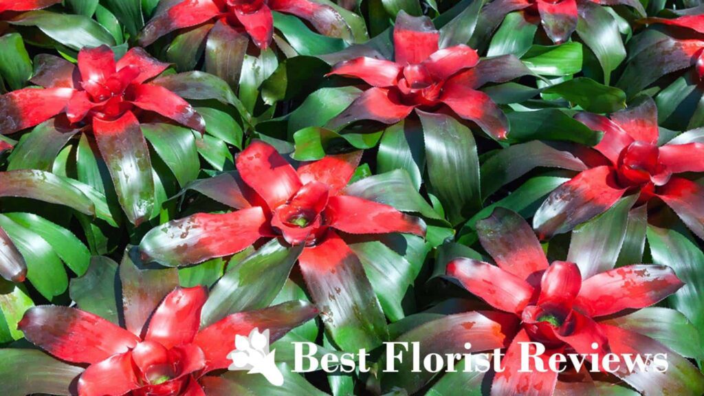 Blushing Bromeliads