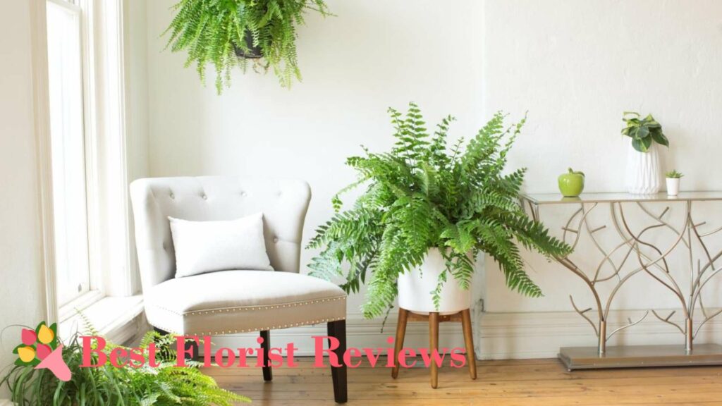 Boston Fern