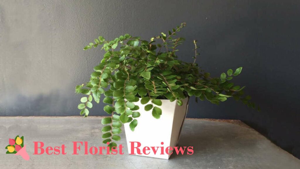 Button Fern