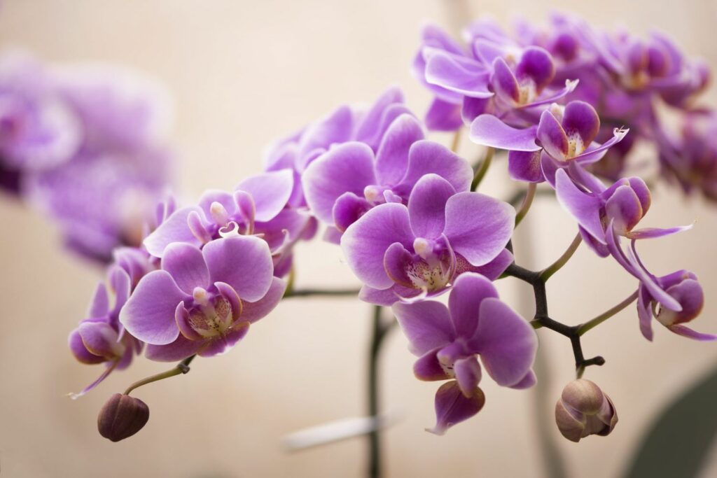 Can orchids be used for medicinal purposes