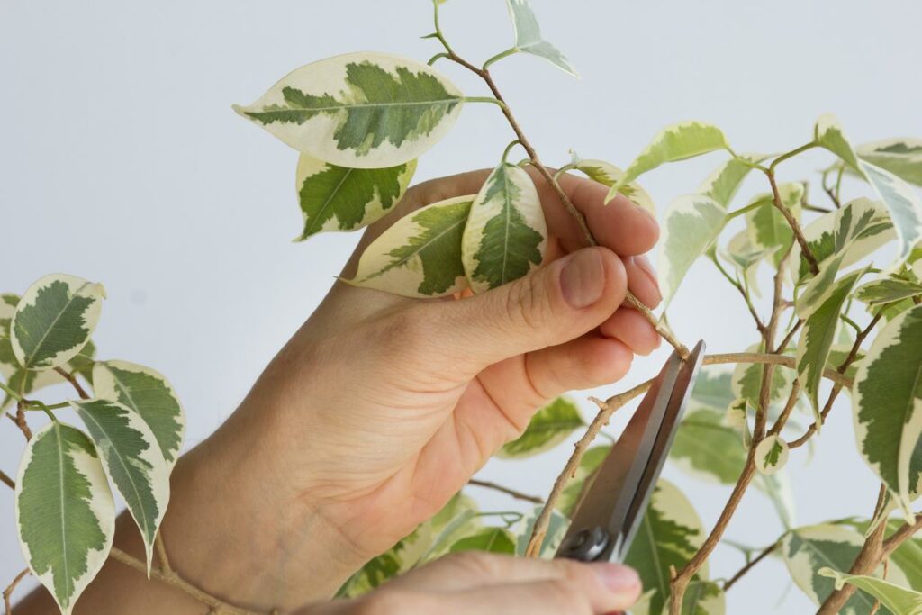 Care Tips for Ficus Plants in Floral Arrangements