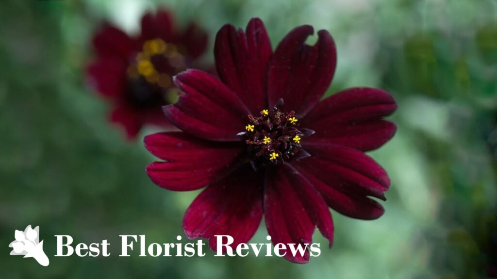Chocolate Cosmos ‘Black Magic’