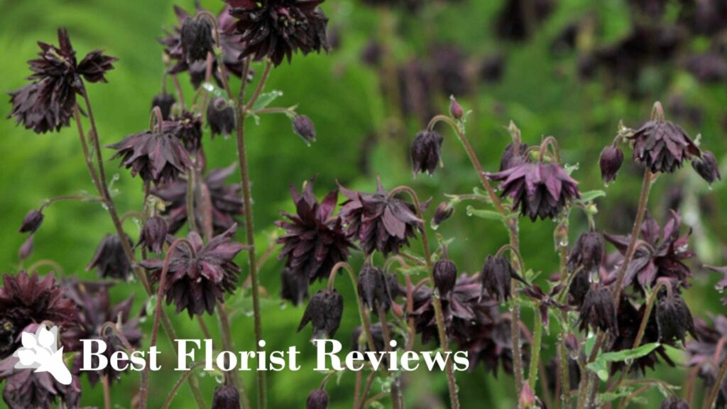 Columbine ‘Black Barlow’