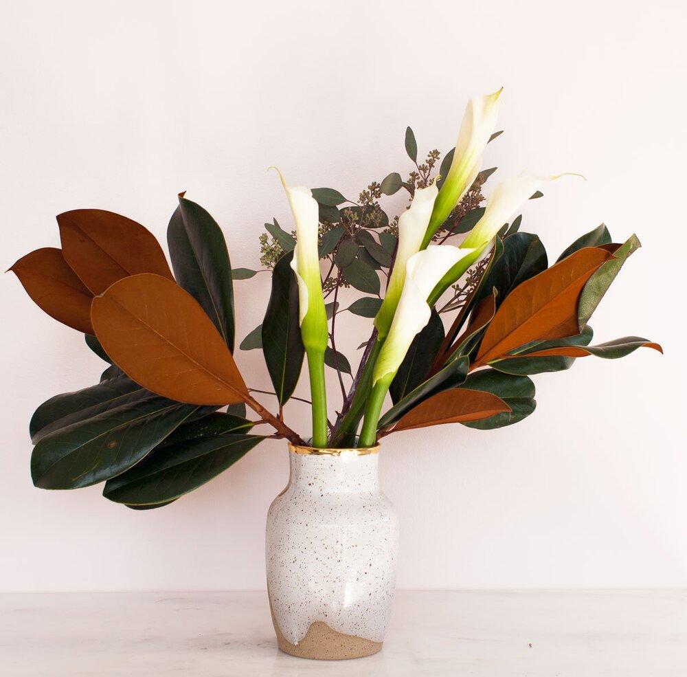 Creative Ideas for Ficus Plant Arrangements