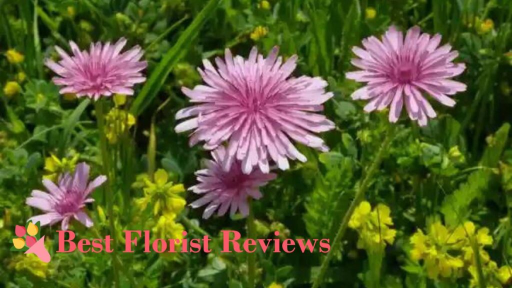Dandelion Colors Meaning