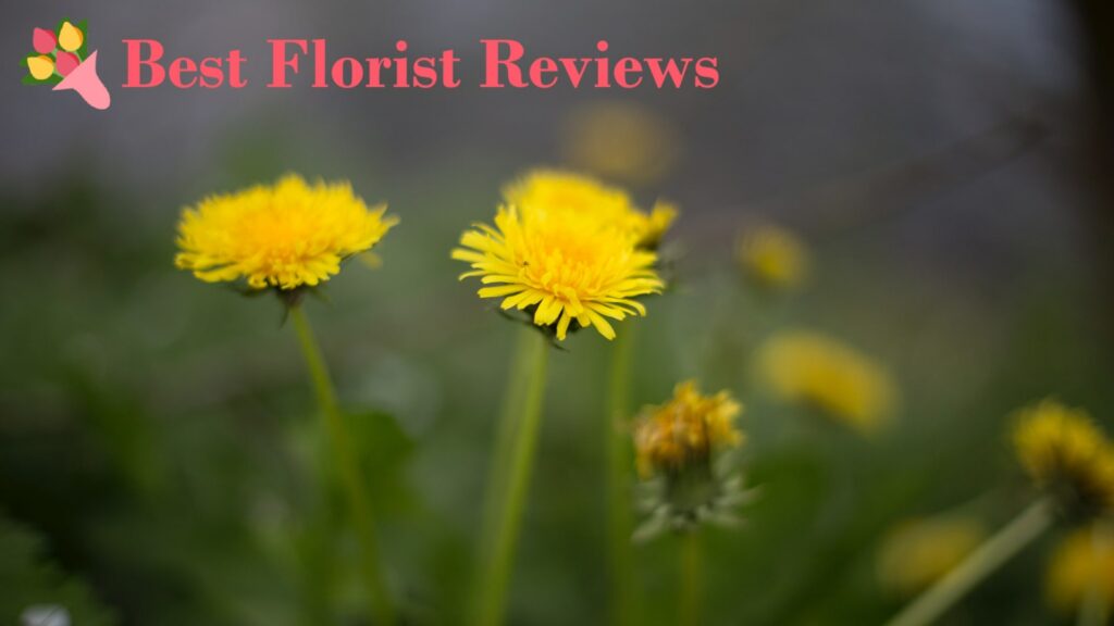 Dandelion Flower Meaning and Symbolism