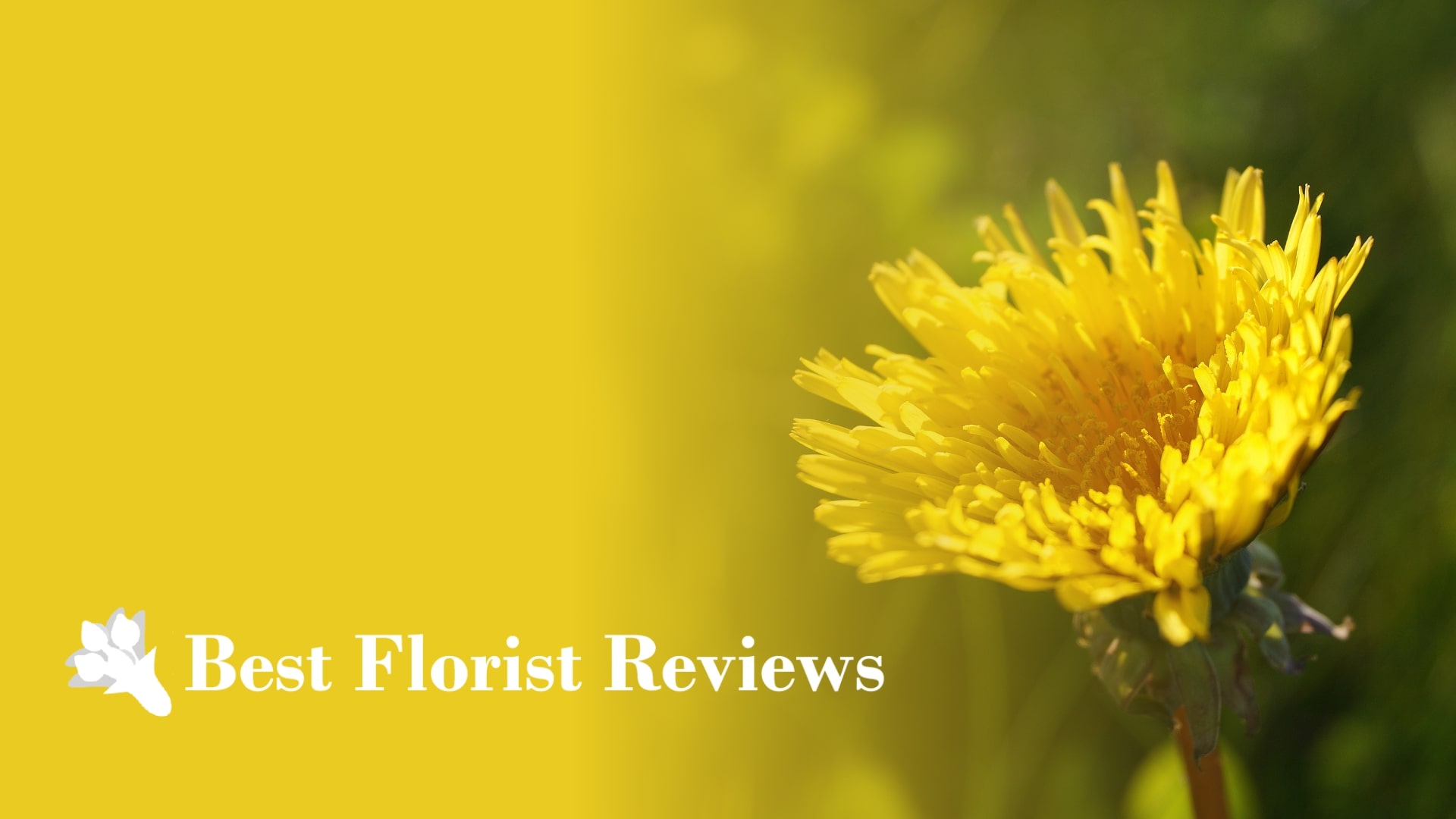 A Guide to the Meanings and Symbolism of Dandelions [2026]