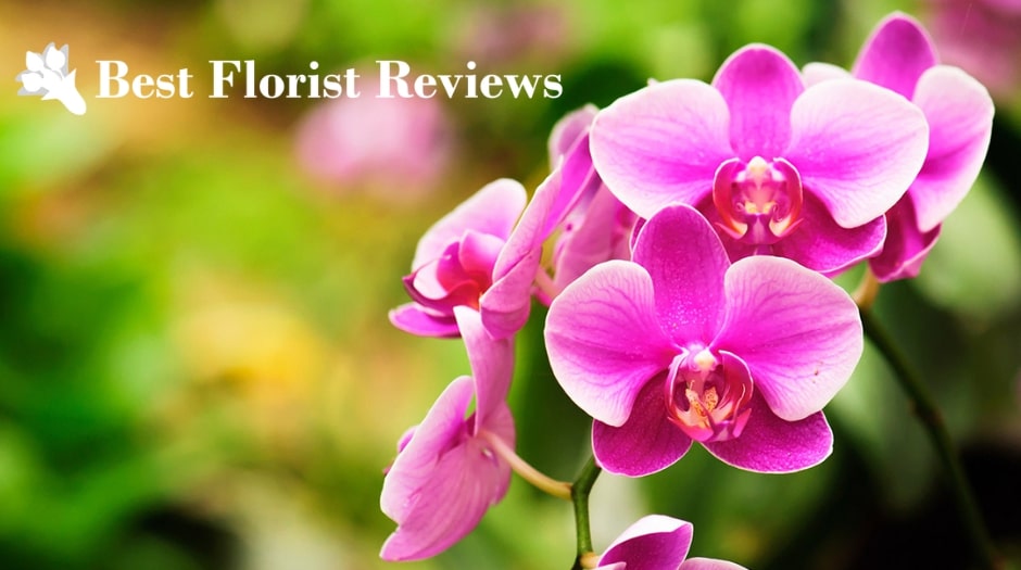 Decoding Orchids Unraveling Their Meaning and Symbolism