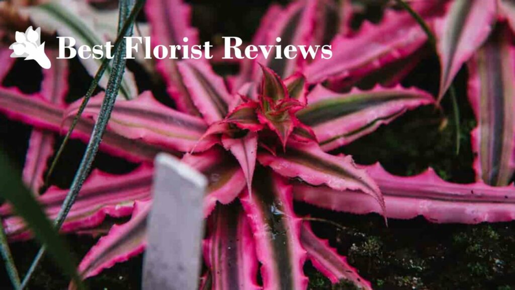 Earth Stars Bromeliads
