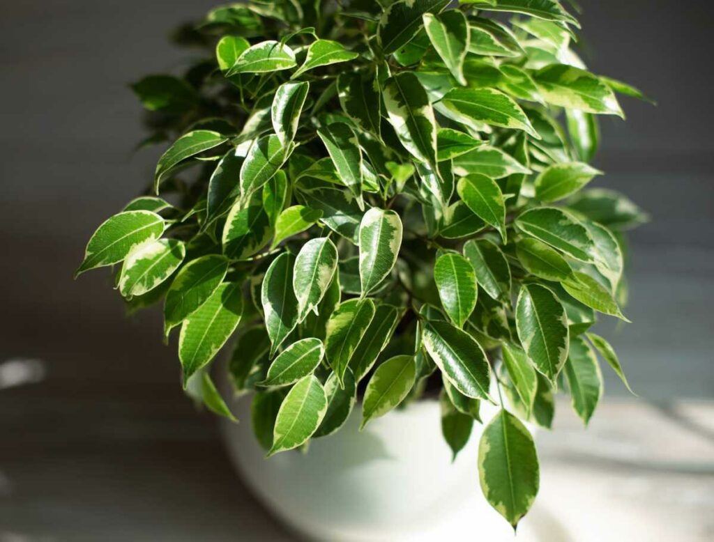 Ficus benjamina (Weeping Fig)