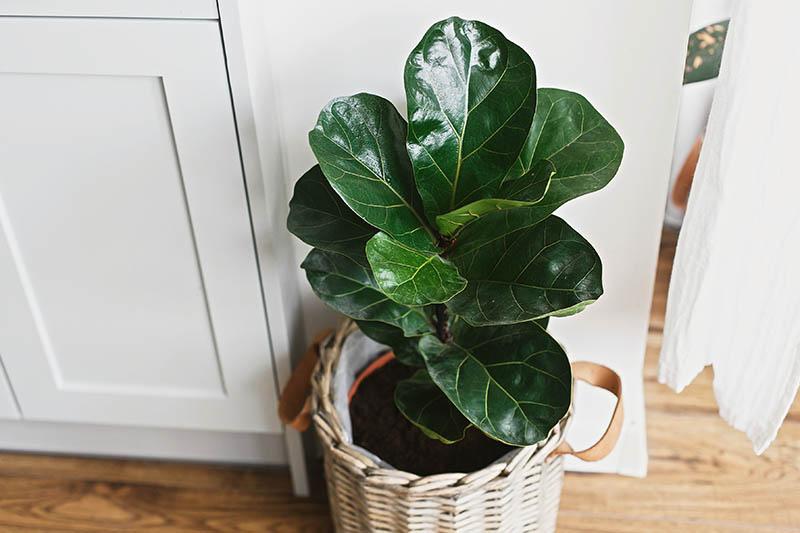 Ficus lyrata (Fiddle-Leaf Fig)