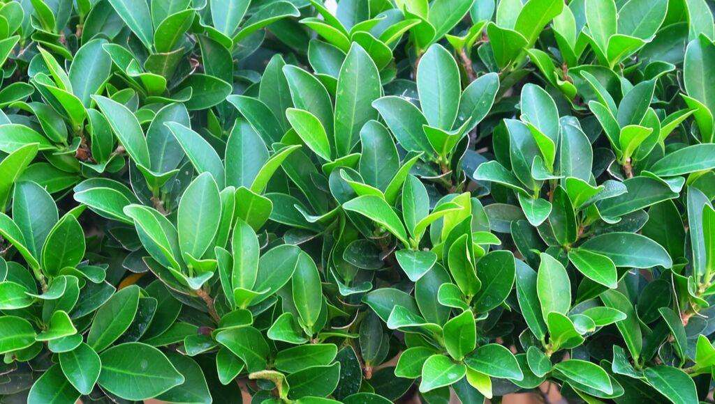 Ficus microcarpa (Indian Laurel)